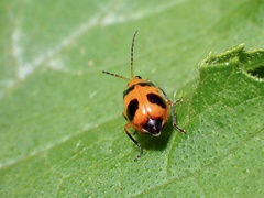 Aulacophora hilaris