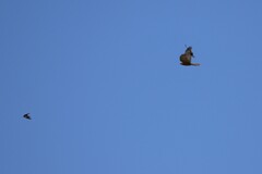 Hirundo neoxena
