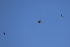 Hirundo neoxena