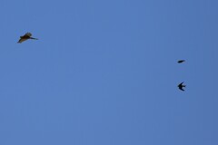 Hirundo neoxena