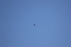 Hirundo neoxena