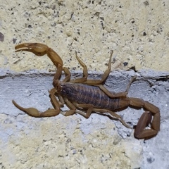 Centruroides