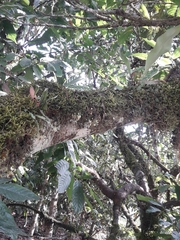 Peperomia rotundifolia