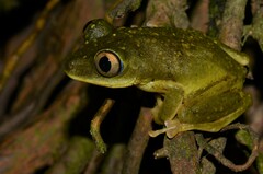 Tachycnemis seychellensis