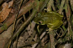 Tachycnemis seychellensis