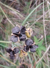 Stenomesson aurantiacum