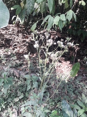 Erechtites valerianifolius