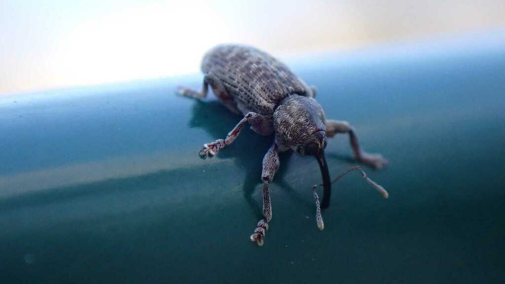 Dorytomus tremulae