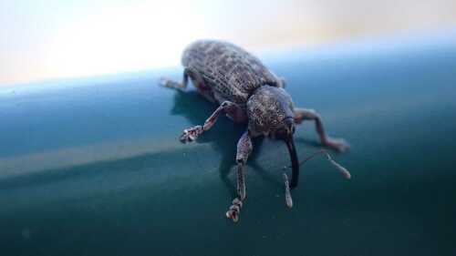 Dorytomus tremulae