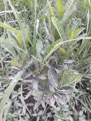 Codiaeum variegatum