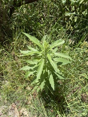 Erigeron sumatrensis
