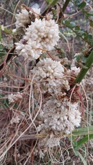 Cuscuta foetida
