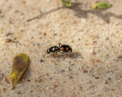 Traumatomutilla grossa