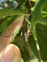 Mecynopus cothurnatus