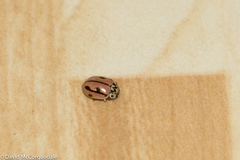 Mulsantina hudsonica