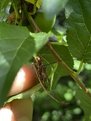 Mecynopus cothurnatus