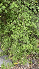 Fuchsia perscandens