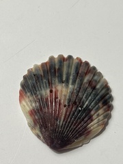 Argopecten