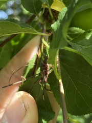 Mecynopus cothurnatus