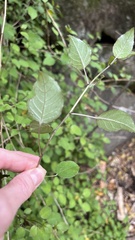 Fuchsia perscandens