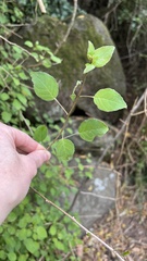 Fuchsia perscandens