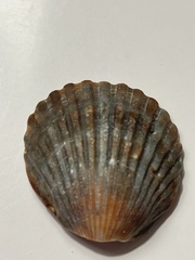 Argopecten
