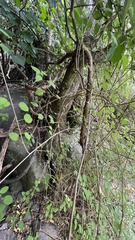 Fuchsia perscandens