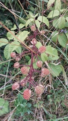 Rubus adenotrichos