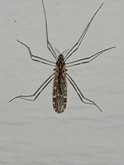 Erioptera caliptera