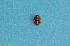 Mulsantina hudsonica