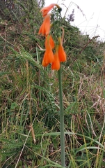 Stenomesson aurantiacum