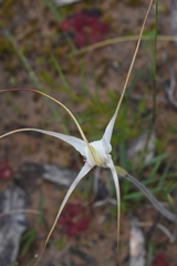 Caladenia venusta