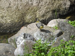 Motacilla cinerea patriciae