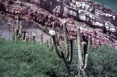 Trichocereus terscheckii