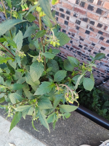 redflower ragleaf