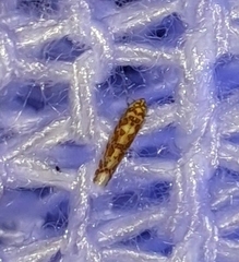 Dikrella maculata