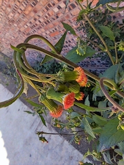 Crassocephalum crepidioides