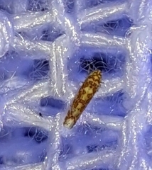 Dikrella maculata