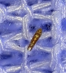 Dikrella maculata