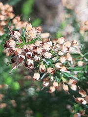 Erica arborea