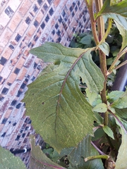Crassocephalum crepidioides