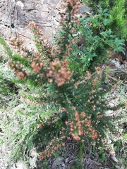Erica arborea