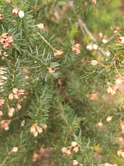 Erica arborea