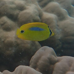 Chaetodon plebeius