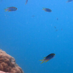 Neopomacentrus nemurus