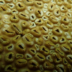 Palythoa tuberculosa