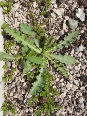 Sonchus kirkii