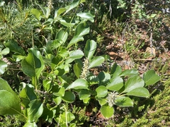 Salix arctica