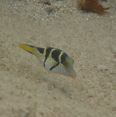 Canthigaster valentini