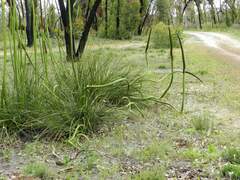 Xanthorrhoea caespitosa